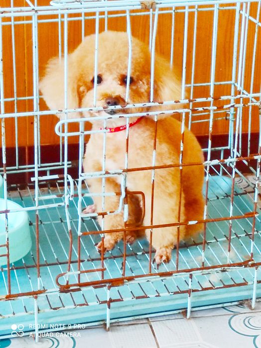 Phòng khám thú y Trọng Nghĩa hình ảnh 2