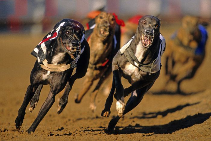 Greyhound - Biểu tượng tốc độ với dáng vẻ thanh lịch đẳng cấp