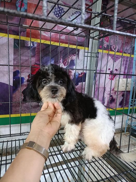 Pet house - Phòng khám thú y Quỳnh Nga hình ảnh 1