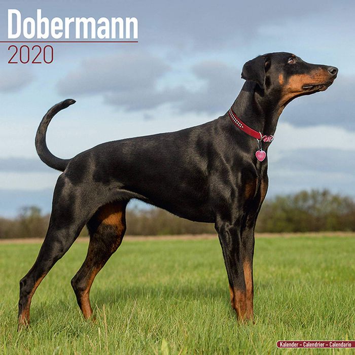 Dobermann - Biểu tượng của sức mạnh và lòng trung thành