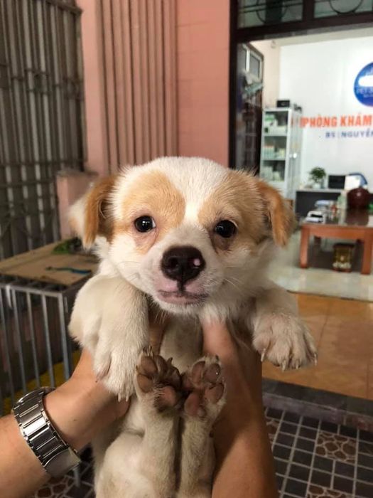 Phòng khám thú y Pet 38 hình ảnh 2