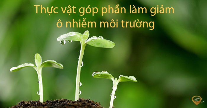 Hình ảnh minh họa số 1 về thực trạng ô nhiễm môi trường (Nguồn: Internet)