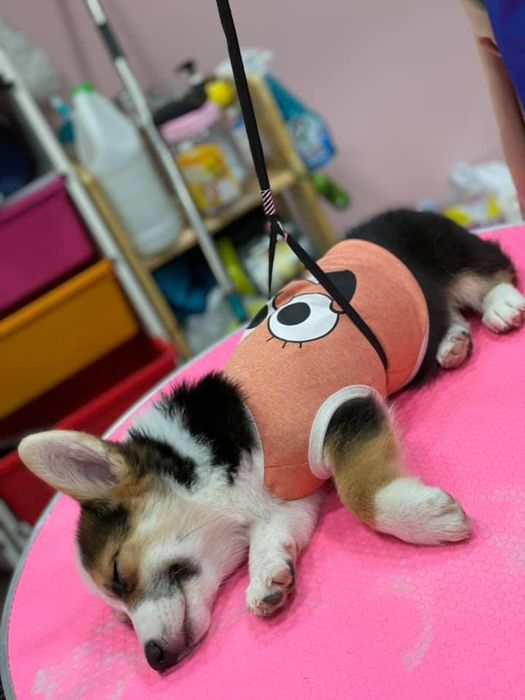 Pet Grooming - Thú y Minh Thư ảnh 1