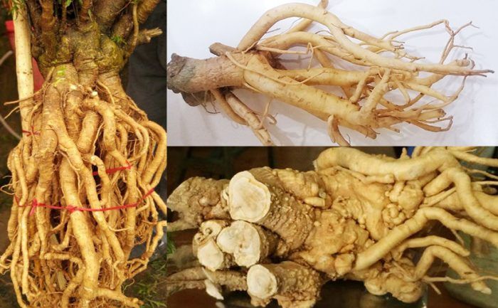 Củ đinh lăng tươi nguyên chất được bày bán tại Shop Ban