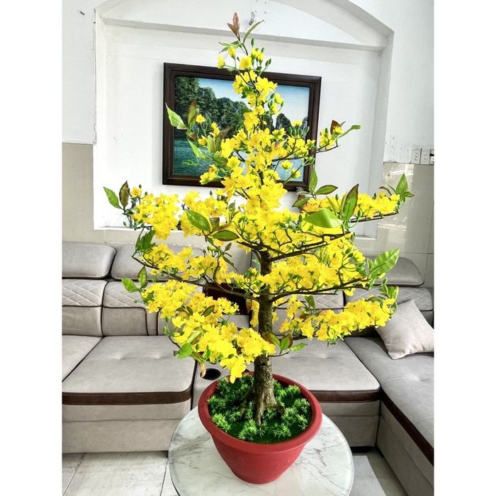 Hình ảnh chậu mai vàng óng ả