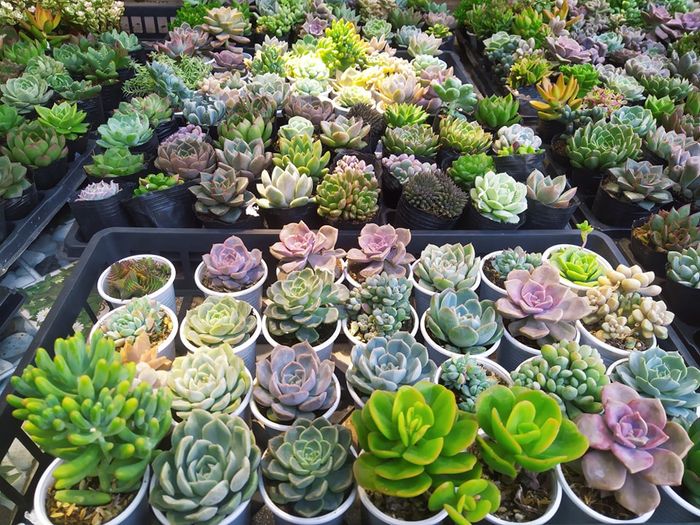 Ry's Garden hình ảnh 2