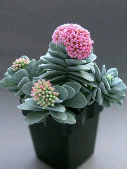 Ngoogarden hình ảnh 1