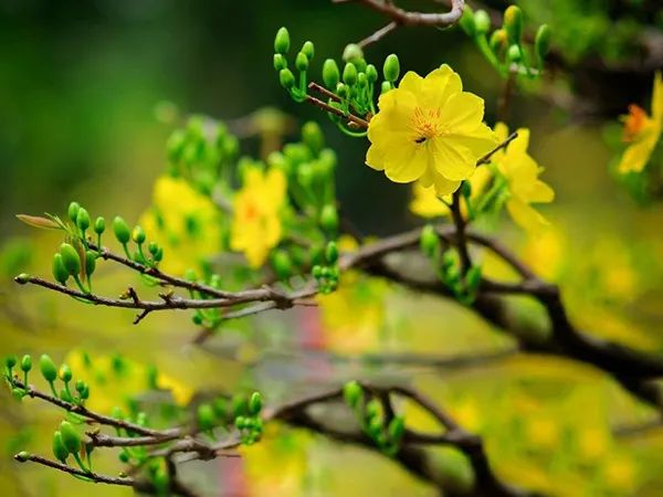 Hoa Mai vàng - những nụ đầu tiên e ấp chào xuân (Ảnh 1)