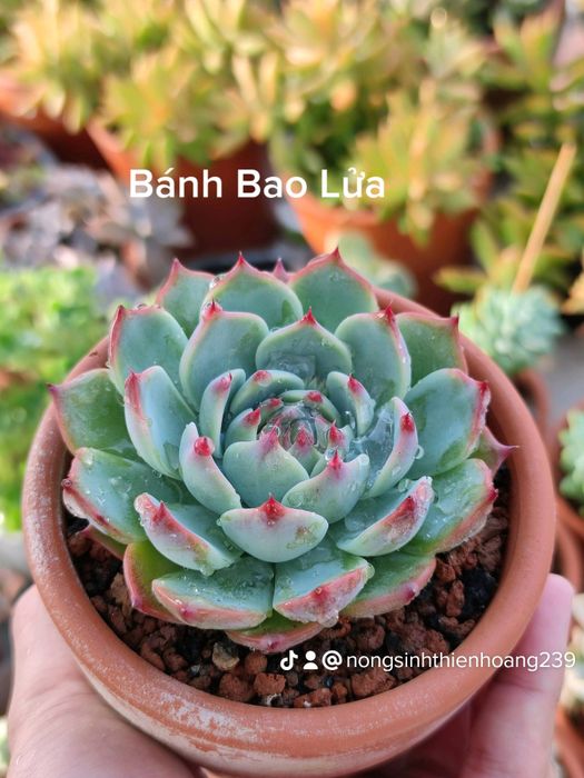 Sen Đá Vũng Tàu hình ảnh 1