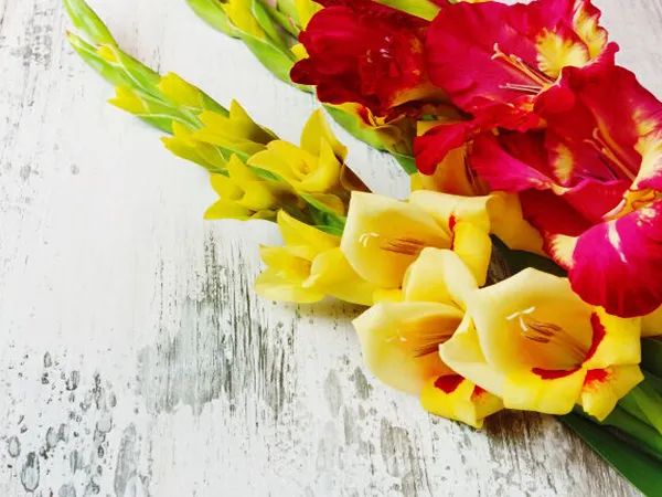 Bình hoa Lay Ơn trang trọng ngày Tết