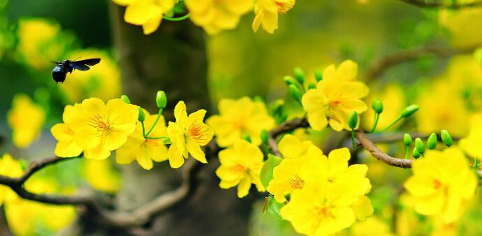 Hoa mai ảnh 2 - Tinh túy vàng rực rỡ, nắng xuân hội tụ trong từng cánh mai e ấp, điểm tô sắc Tết phương Nam.