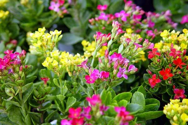 Chậu hoa sống đời rực rỡ sắc màu