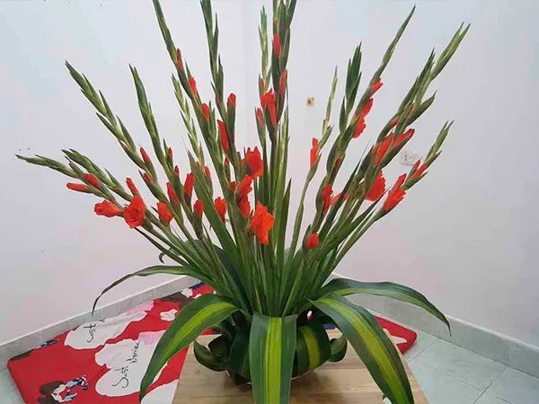 Hoa Lay Ơn kiêu hãnh khoe sắc