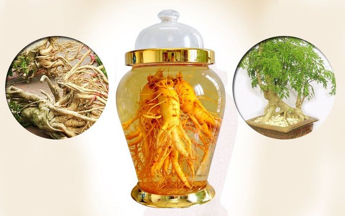 Quy trình sơ chế dược liệu công phu tại Thảo dược Vạn Phúc