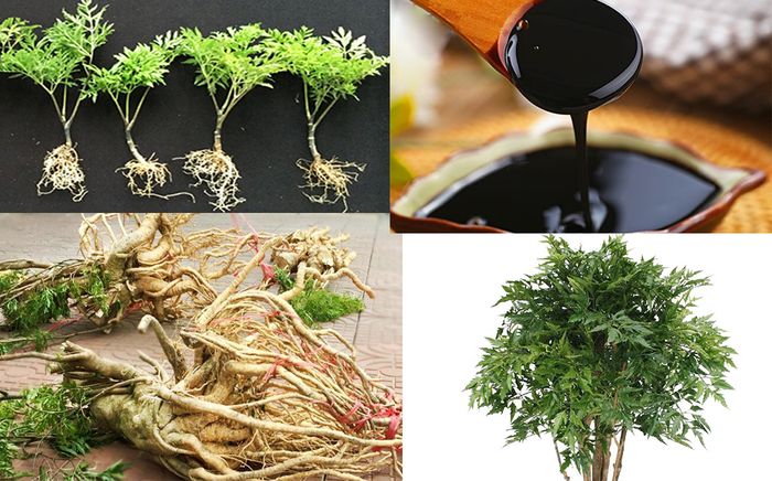 Hình ảnh không gian bảo quản dược liệu đạt chuẩn tại Tập đoàn Dược liệu Tấn Phát