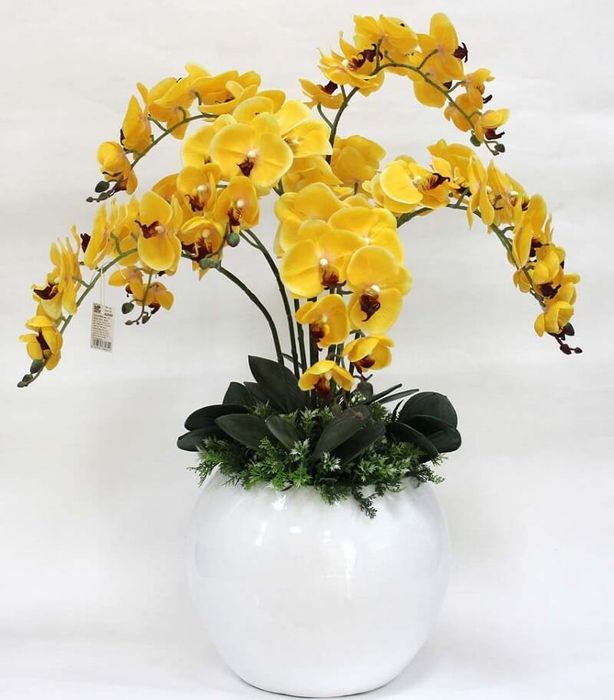 Hoa lan kiêu sa với vẻ đẹp quý phái