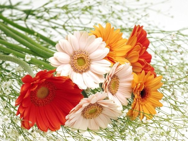 Bình hoa đồng tiền đỏ thắm đón Tết