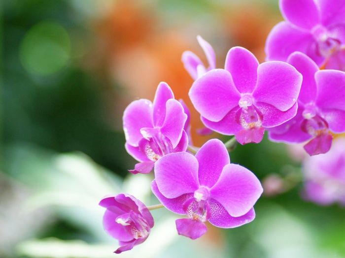 Vườn lan đủ sắc màu rực rỡ ngày Tết