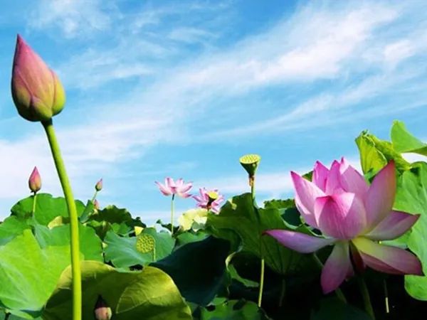 Hoa Sen - biểu tượng của sự thanh cao với vẻ đẹp tinh khôi qua góc nhìn đầu tiên