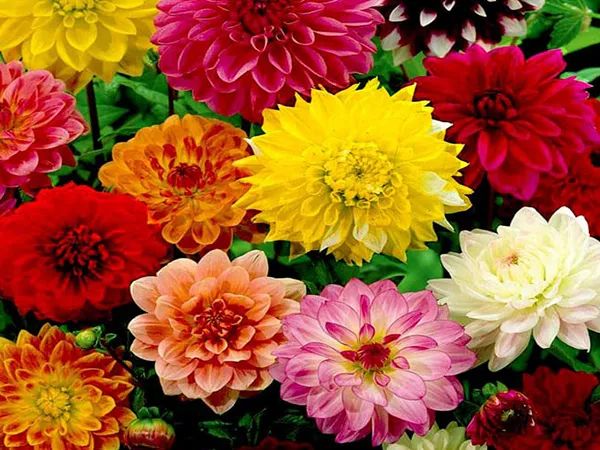 Vườn thược dược rực rỡ sắc xuân
