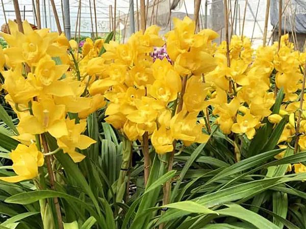 Chậu địa lan vàng rực ngày Tết