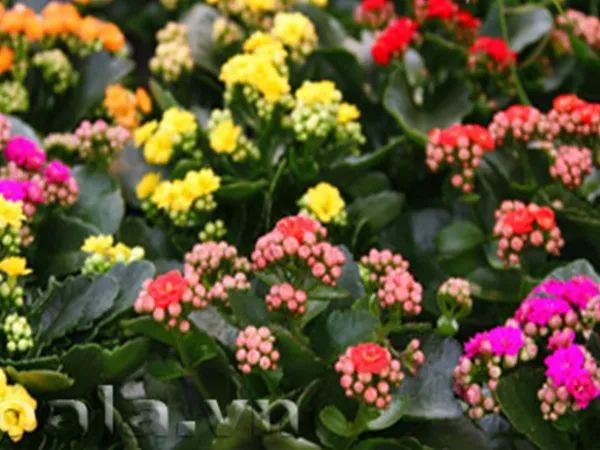 Vườn hoa Bách Niên khoe sắc ngày Tết