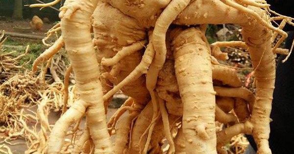 Hình ảnh củ đinh lăng tươi tại Công ty TNHH Tấn Phát
