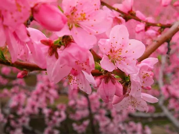 Hoa đào - sứ giả hồng phai báo hiệu xuân sang (Ảnh 1)