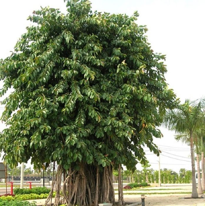 Hình ảnh minh họa (Nguồn: internet) ảnh 1