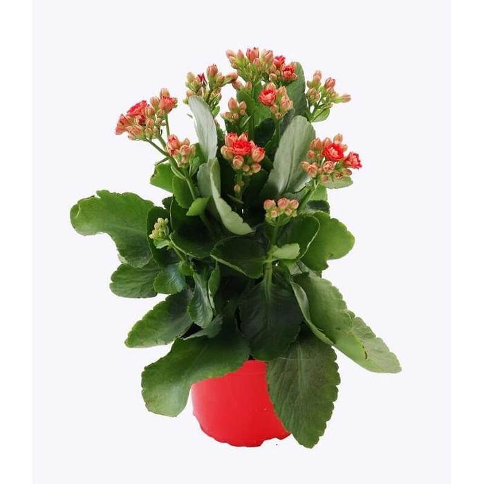 Hoa sống đời đỏ rực - Biểu tượng may mắn đầu năm