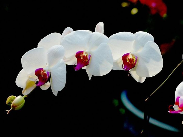 Cận cảnh những cánh lan mềm mại như lụa