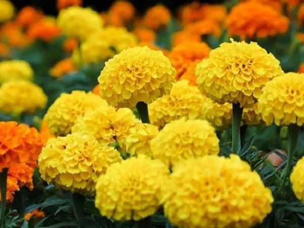Vườn cúc vàng khoe sắc ngày Tết