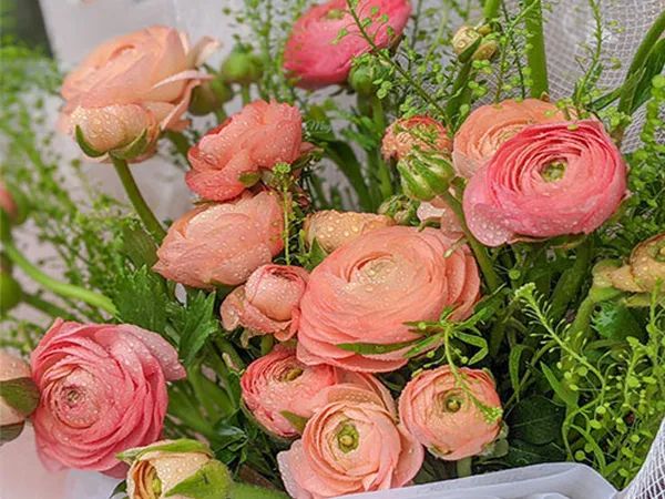 Hoa Mao Lương rực rỡ sắc xuân