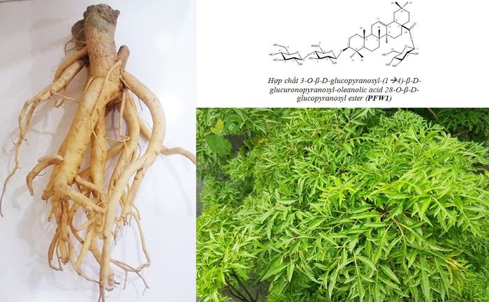 Hình ảnh sản phẩm củ đinh lăng đạt chuẩn tại Tập đoàn Dược liệu Tấn Phát
