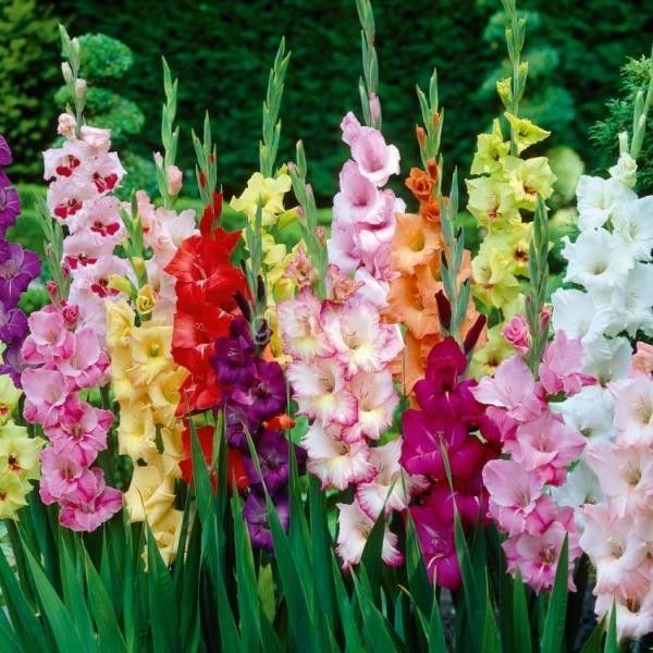 Bình hoa Lay ơn vàng rực rỡ ngày Tết
