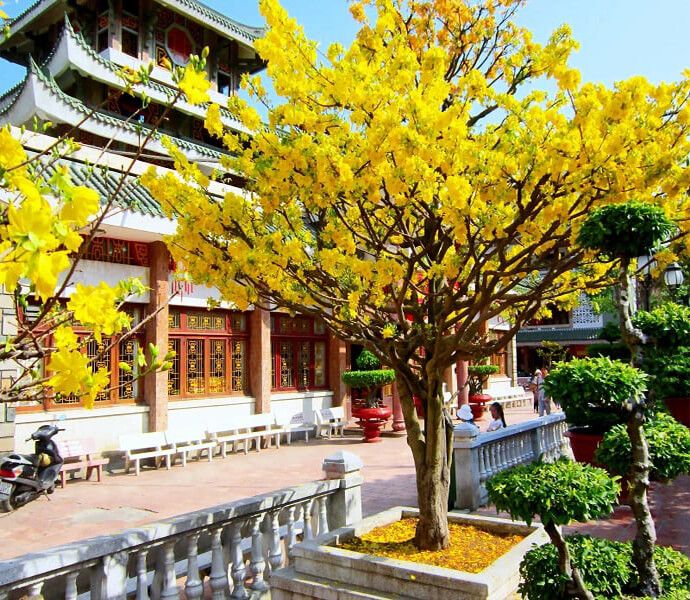 Hoa mai ảnh 1 - Khoảnh khắc vàng lưu giữ vẻ đẹp thuần khiết của loài hoa đại diện cho khí chất quân tử.