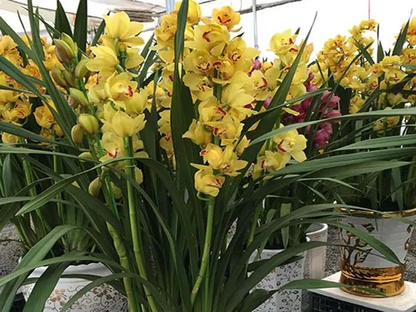 Địa lan vàng rực rỡ đón xuân