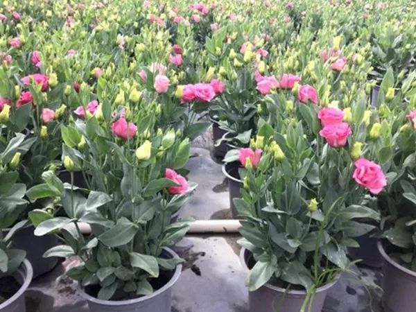 Hoa Cát Tường - đóa hoa phú quý nở rộ ngày xuân (Ảnh 2)