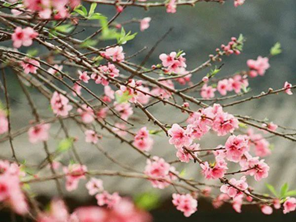 Hoa đào - muôn đóa hồng tươi thắm thi nhau khoe sắc (Ảnh 2)