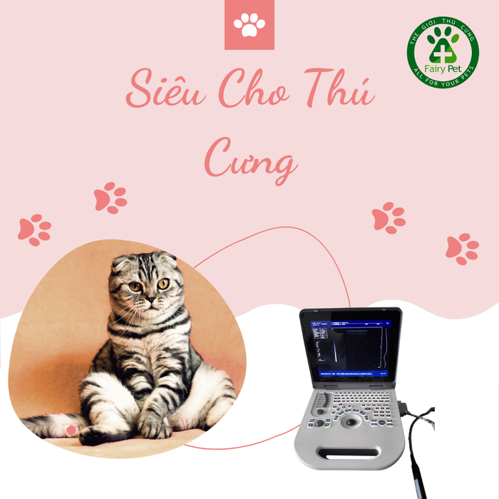 Hình ảnh đội ngũ bác sĩ tận tâm tại FairyPet