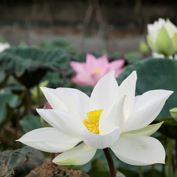 Tranh minh họa 2: Sen nở rộ dưới ánh bình minh (Nguồn: Kho tàng nghệ thuật truyền thống)