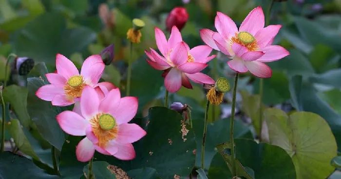 Hình ảnh minh họa số 2: Sen nở rộ dưới ánh bình minh (Nguồn: Kho tàng nghệ thuật truyền thống)