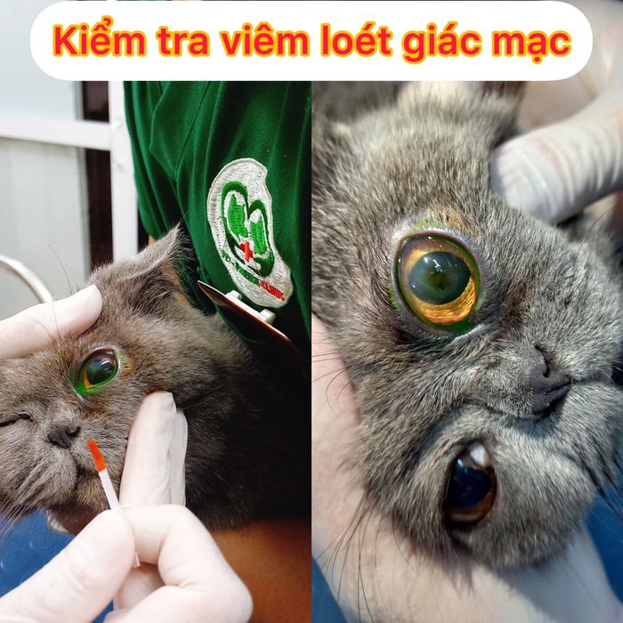 Không gian thân thiện tại Phòng khám Thú y Pet Friends