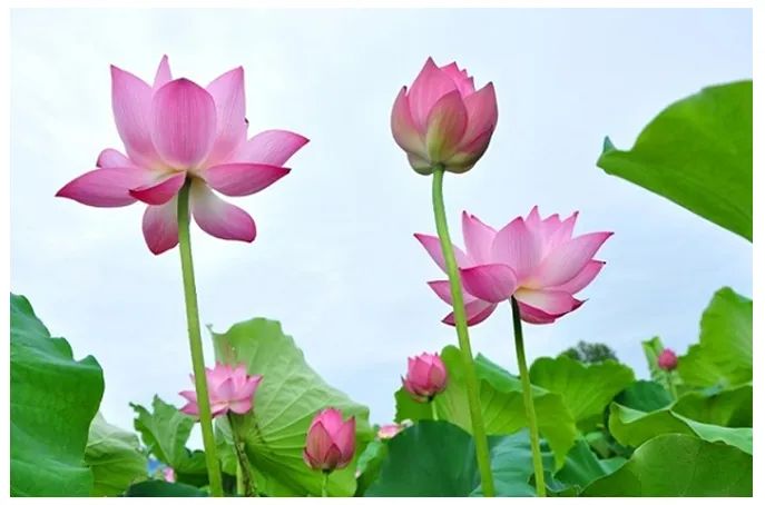 Tranh minh họa 3: Sen thanh khiết giữa đầm lầy (Nguồn: Bộ sưu tập nghệ thuật truyền thống)