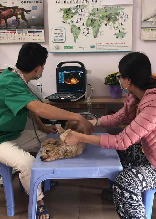 Hình ảnh Phòng Khám Thú Y DocaPet - cơ sở vật chất hiện đại, tiện nghi