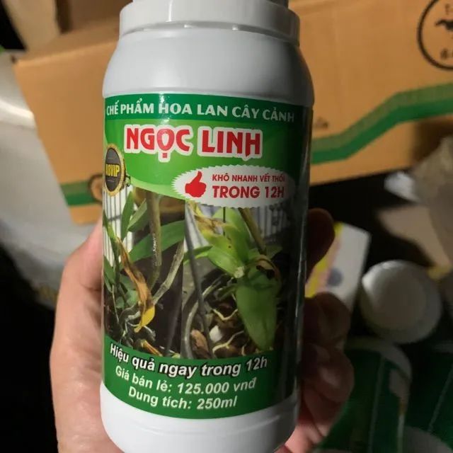 Giải pháp chống thối nhũn hiệu quả cho lan Ngọc Linh - Công thức 12h (Ảnh minh họa 2)