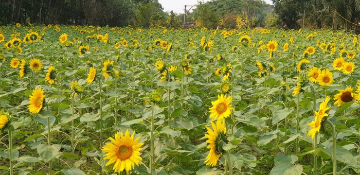 Khu Du Lịch Sinh Thái Rừng Hà Gia Hình 2