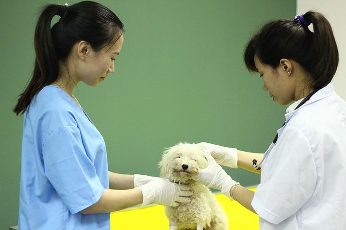 Không gian hiện đại tại Bệnh viện thú cảnh Greenpet