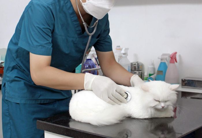 Không gian phòng khám tiêu chuẩn tại TropicPet