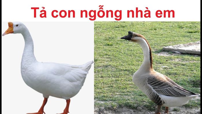 Hình ảnh minh họa: Ngỗng trắng bơi lội dưới ao (Nguồn: internet)